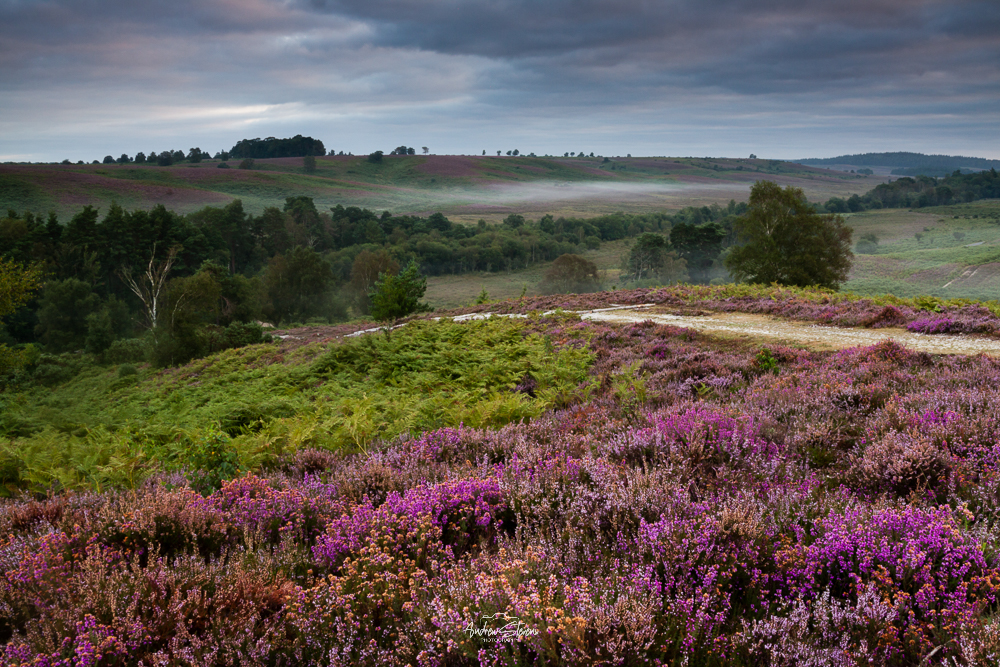 Rockford Common, Path & Heather